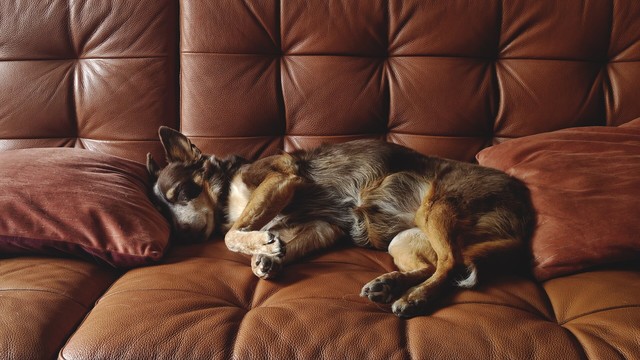 My brown and tan mixed breed dog lays on a tan leather sofa between two orange cushions.