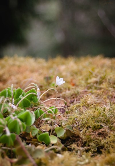 The macro image shows a wooden stump completely covered with light brown-greem moss and some small flowers with beautiful butterfly wing-shaped leaves. In the center of the picture is a small delicate flower with white petals (on which a tiny insect is sitting).