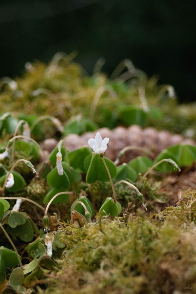 The macro image shows the same wood stump with the same white flower in the center (still with the small insect), but with more green moss and more flowers