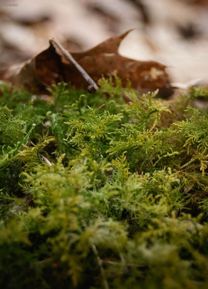 The macro image shows the forest floor with lush green moss - which is somewhat shaped like small branches of conifers - and a fallen brown leaf.