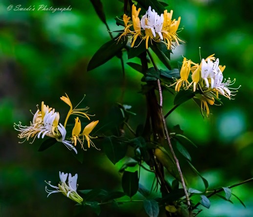 A Burst of Honeysuckle Charm

"This image showcases honeysuckle flowers in full bloom, offering a vibrant mix of creamy white and sunny yellow tones. The delicate petals curve and extend outward, creating an almost whimsical shape with thin stamens that reach into the surrounding space. The flowers are nestled among green leaves that climb along twisting vines, hinting at their natural habitat in a lush and thriving setting. The blurred background gently frames the blossoms, emphasizing their bright colors and intricate details, while adding a serene and harmonious feel to the composition." - Copilot