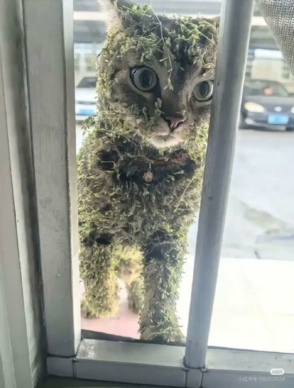 A cat totally covered in “sticky Willie’s” or Velcro plant.  He eyes are wide and he is pressed up against a window, ears slightly cocked back as if in disgust.