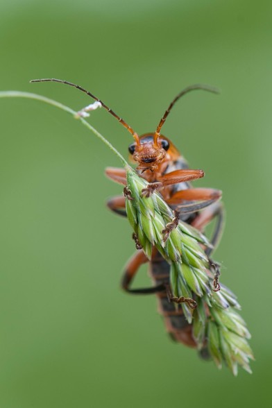 Grasshopper sitting on a leave
