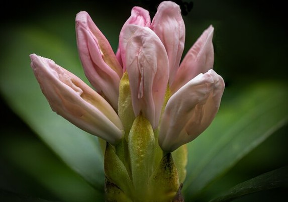 On a dark green background you look up close and from the side at a pink bud of a rhododendron. There are several flower buds present, of which the bottom ones are the longest and thickest. Further inwards the pink buds are narrower and less long. The still folded petals are clearly visible. There are edges along the length. It looks a bit strangely fleshy. It reminds me of an ear. At the bottom of the flower a sturdy flower base with yellow-green sepals. Around it are a few large green rododendron leaves.