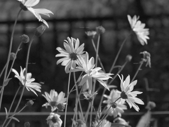 Flowers, closeup, black and white, photo