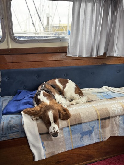 A dog is resting on a cozy bench inside a boat, with a view of the dock through a window. The dog has brown and white fur, and various blankets are layered on the bench. Bright curtains frame the window.