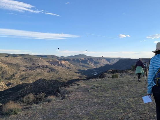 Hikers walk ahead of the camera, near a canyon rim. The rearmost hiker is only partly visible and is carrying a folded sheet of paper (for taking notes). The canyon rim is just to the left of the camera, and you can see a bit of the Rio Grande in the distance down in the canyon. Three ravens are soaring in the thermals near the canyon edge. It's near sunset so most of the canyon is in shadow, but there's still sunlight on the far rim and the mesas beyond. There's a hill in the distance at the photo's center.