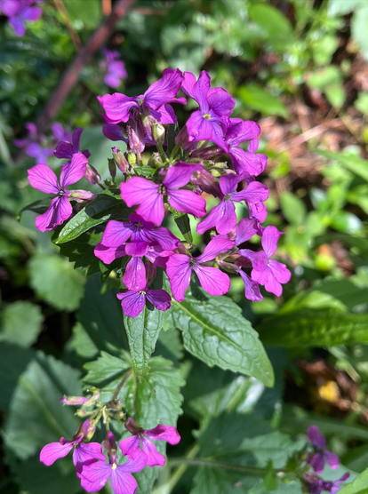a green-leafed plant with a clump of four-petaled purple blossoms