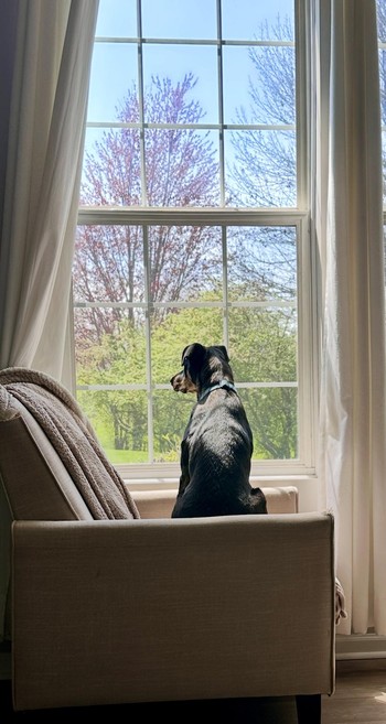 Rio, a black and brown 40 pound dog sitting in a chair, looking out the window. His back is facing the camera, and the view out the window is a few trees.