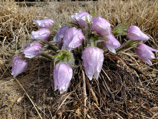 A cluster of closed purple/pink flowers bowed with rain drops.