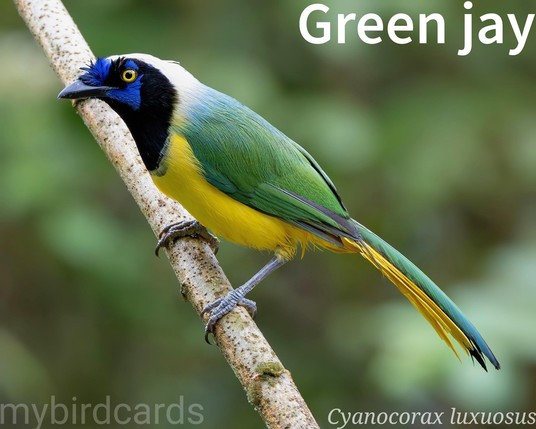 🌎 Green jay (Cyanocorax luxuosus) 

The green jay is a colourful bird, roughly the size of a blue jay, with bright green upperparts, a blue face, black throat, and yellow outer tail feathers. Its underparts range from yellow to pale green depending on the subspecies. It has a disjunct distribution, found from southern Texas to Honduras and again from Colombia to Bolivia, inhabiting woodlands, thickets, and humid forests. Green jays are social, often foraging in noisy family flocks. They are territorial, mob predators, and use tools to extract insects. Their diet is varied, including insects, fruits, seeds, and small vertebrates. They are also known for their mimicry of other birds' calls. Seven subspecies are recognised.

Conservation status: Least Concern (IUCN 3.1)

📷: Photo by Keishpixl via Pixabay https://pixabay.com/photos/green-jay-jay-bird-nature-fauna-9112031/

ISZY