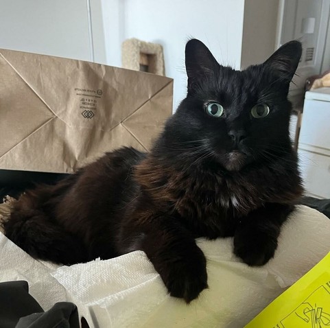 my friend's fluffy black and brown cat with big green eyes laying down on some paper towel near a big brown paper bag