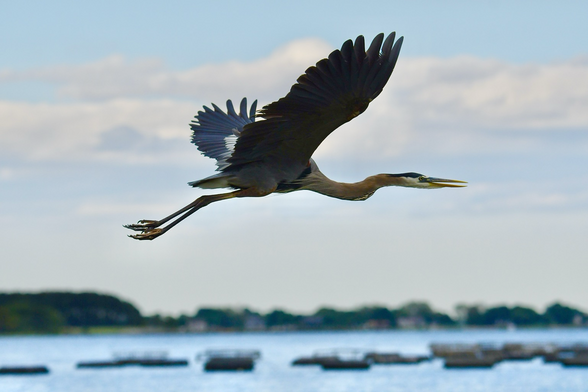 Heron taking flight 