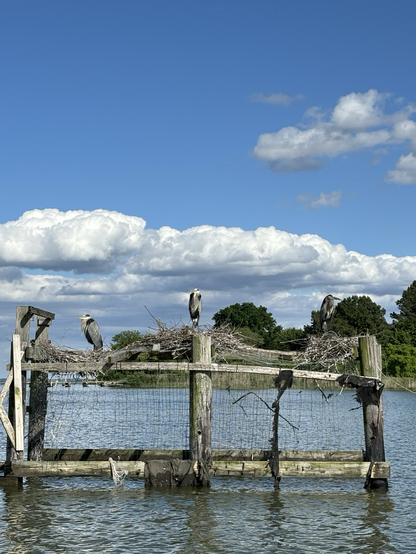 Rookery of heron on their nests. 