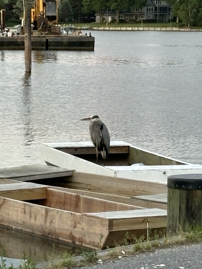 Heron in  a skiff 