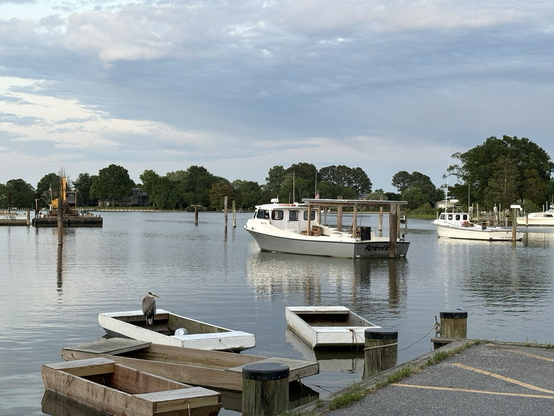 Workboats and skiffs  tied up for the night. Skiff has a heron sitting in it. 