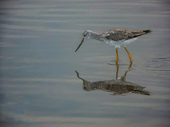 Greater Yellowlegs foregoing in shallow water. First time I’ve spotted this species. 