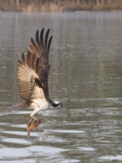 An Osprey in flight just after snatching a fish from the water