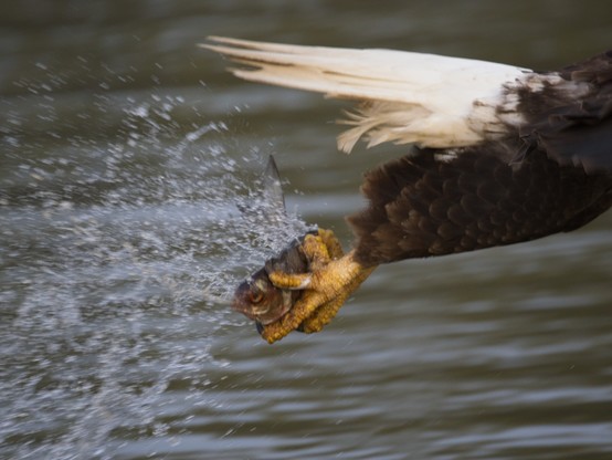 The tail end of a Bald Eagle with a fish in its claws. A splash of water from the attack sprays out behind the bird. 
