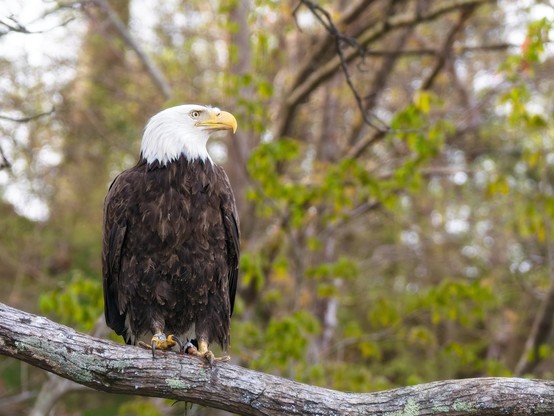 A Bald Eagle perched on a tree branch. 