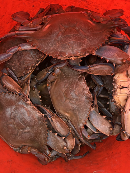 Bucket of blue crabs freshly caught 