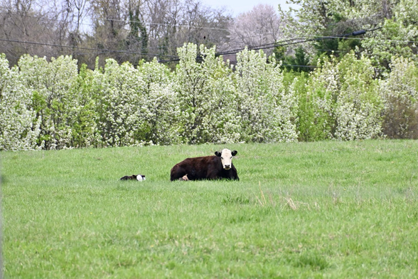 Cow laying in the grass in front of a row of blossoming trees 